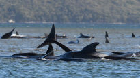 [서소문사진관] 호주 해안에 100여마리 시신...고래 떼죽음 미스터리