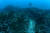 해조류가 사라지고 거품돌산호가 바닥을 덮은 모습. 이선명 수중사진작가