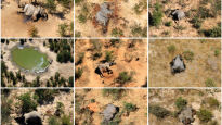아프리카 코끼리 350마리 떼죽음…놀랍게도 범인은 녹조