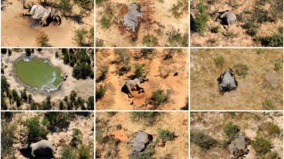 아프리카 코끼리 350마리 떼죽음…놀랍게도 범인은 녹조