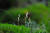 한라산에서 구상나무와 공생하며 살고 있는 희귀식물 애기사철란. 김진 난대·아열대산림연구소 연구원