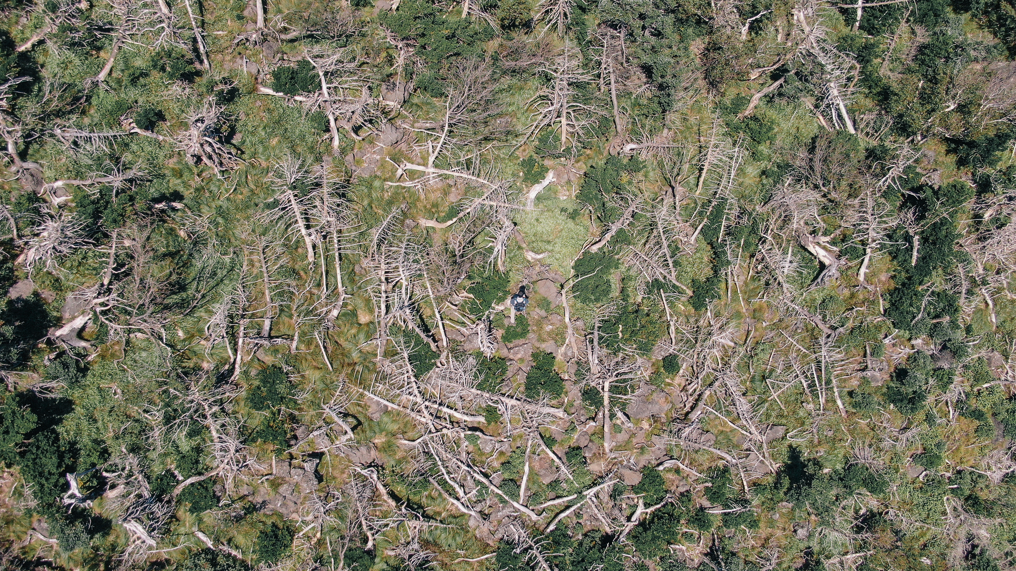한라산 성판악 등산로 주변 구상나무 집단 고사 현장. 기후변화의 영향으로 구상나무들이 처참하게 쓰러져 있다. 조현우 사진작가