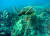  지난해 9 월11 일 미국 하와이주 빅아일랜드의 서해안에있는 산호 근처에서 녹색 바다 거북이 헤엄치고 있다. 이 지역에는 4년 만에 대규모 백화 현상이 재발해 산호가 큰 피를 입었다. [사진 AP]