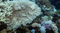 다음 세대에 '산호초'는 없다…美·日·대만 퍼진 '하얀 죽음'