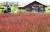 완연한 가을 날씨를 보인 25일 경기도 시흥시 갯골생태공원을 찾은 시민들이 붉게 물들어가는 칠면초 사이를 걷고 있다. 연합뉴스