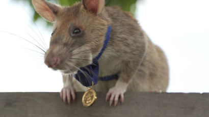 지뢰 39개, 탄약 28개 찾아낸 '쥐'… 용감한 동물상 금메달 받았다 