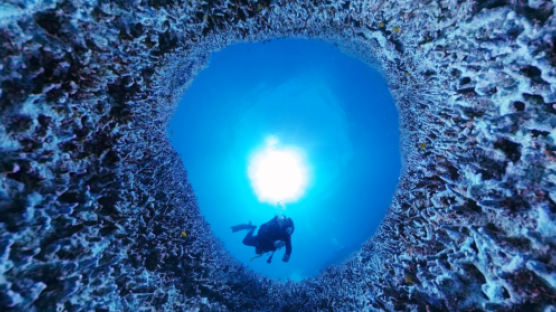360도로 본 세계 최대 산호초의 '하얀 비명'[VR 영상]