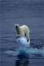 지구 온난화로 생존 위기에 처한 북극곰 [사진 멕신 버켓 미국 하와이주립대 법과대학 교수·기초과학연구원] 