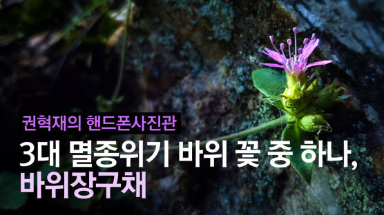 [권혁재 핸드폰사진관] 3대 멸종위기 바위 꽃 중 하나, 분홍장구채