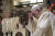 프란치스코 교황이 3일 이탈리아 가톨릭 성지 아시시를 찾아 기도를 올리고 있다. AP통신=연합뉴스