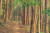 호랑산 둘레길의 편백숲. 장대 같은 편백나무가 사방으로 진을 치고 있다. [사진 한국관광공사]