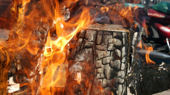 정부 '나무 태우는 바이오매스' 오염물 석탄 뺨치는데 보조금
