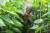 방글라데시에서 한 농부가 빈랑나무 밭에서 일하고 있다. [신화=연합뉴스]