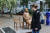 지난달 25일 독일 수도 베를린 거리에 설치된 '평화의 소녀상'을 지나가던 시민이 바라보고 있다. [연합뉴스]
