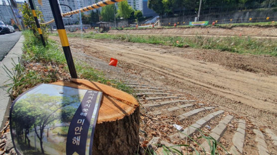 30년된 살구나무 157그루 '싹둑'···"지못미" 반발한 주민들 왜