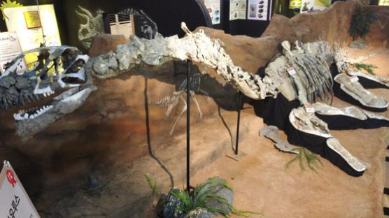 고성 가면 무료로 희귀 공룡화석 볼 수 있다…공룡 화석 특별전