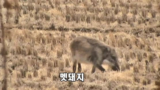 [단독] '병든 멧돼지' 막자…경기, 강원 경계 광역울타리 추진