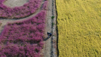 ‘분홍빛 가을’ 번지는 핑크뮬리···"생태계 위협 아직 없어”