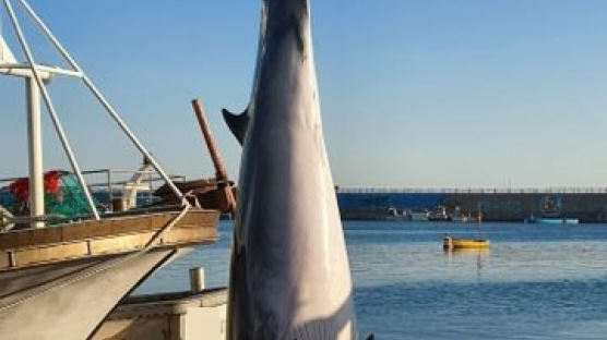 '바다의 로또' 길이 5m 포항 밍크고래, 5400여만원에 팔렸다 