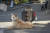 캅카스 지역 나고르노카라바흐의 중심지 스테파나케르트의 민간인 거주지에 떨어진 아제르바이잔 로켓포의 잔해 앞을 개가 지키고 있다. AP=연합뉴스