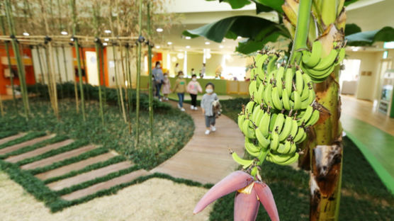 포스코 본사 어린이집 실내정원서 열대과일 바나나 열매 맺어