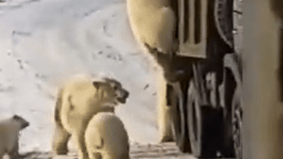 [영상] 얼마나 배고팠으면...쓰레기차에 구걸하는 북극곰