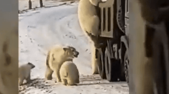 [영상] 얼마나 배고팠으면...쓰레기차에 구걸하는 북극곰