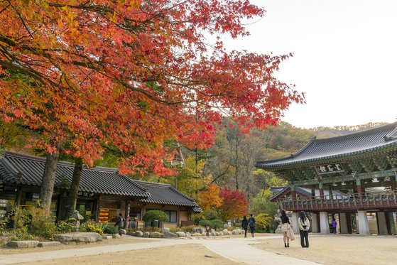 올가을 '단풍 끝판왕' 만나고 싶다면 오대산 천년 옛길로 가라 | 중앙일보