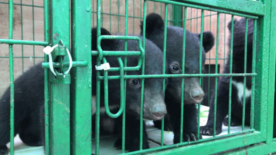 농장 탈출했던 새끼곰도…방치된 불법증식 반달곰 7마리 폐사