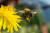 꿀벌은 꽃 꿀을 발견하고는 공중에서 춤을 춘다. 사람 눈에는 8자 춤 같지만, 태양과 이루는 각도는 먹이가 있는 방향을 나타내며 춤추는 속도와 시간은 꿀이 얼마나 많은지 나타낸다. [사진 pikist]