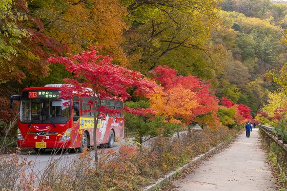 올가을 '단풍 끝판왕' 만나고 싶다면 오대산 천년 옛길로 가라 | 중앙일보