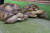 서울대공원 설카다거북. 멸종위기종으로 최대 90cm까지 자란다. [사진 서울대공원]