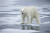 노르웨이 스발바드 인근 바다 얼음 위에 북극곰이 올라서 있다. AFP=연합뉴스