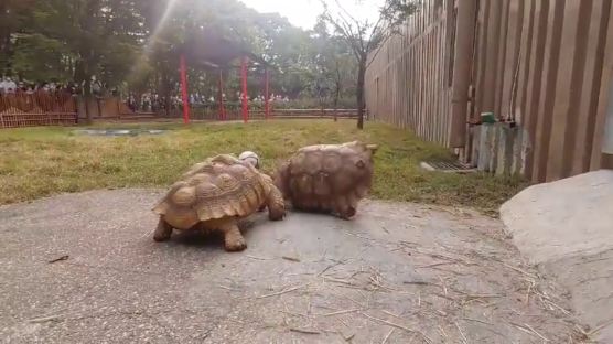 [영상] "친구야 일어나"···뒤집어진 친구 돕는 '착한 거북' 포착