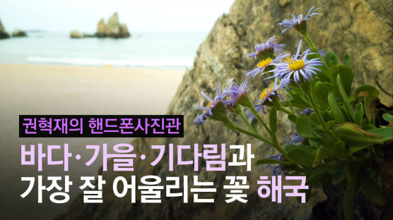 [권혁재 핸드폰사진관]바다·가을·기다림과 가장 잘 어울리는 꽃 해국