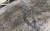 지난 22일 경북 울릉군 저동항 울릉수협위판장에 나타난 뱀. 검은색 줄무늬에 60~70㎝ 길이인 이 뱀은 누룩뱀(밀뱀)으로 알려졌다. 연합뉴스