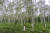 양평 '서후리숲'. 자작나무 숲 안쪽으로 들면 자연히 그림이 완성된다. BTS가 화보를 찍은 장소로도 유명하다. 백종현 기자