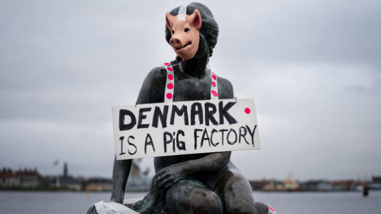 인어공주에 돼지 탈 씌웠다…낙농국 덴마크의 '채식 소동'