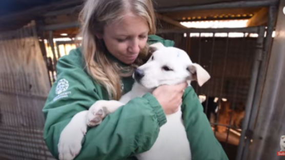 한국 개농장에서 구출된 개 200마리, 美메릴랜드에서 '새 삶'