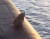 러시아 극동 캄차카주에서 먹이를 찾아 헤매다 핵잠수함 갑판에 오른 어미곰과 새끼곰이 해군 관계자에 의해 총살됐다고 모스크바타임스·인테르팍스통신 등 현지 매체가 9일(현지시간) 보도했다. 유튜브 캡처