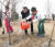 중국 리커창 총리(가운데)가 소년과 함께 나무를 심고 물을 주고 있다. [신화통신 트위터]