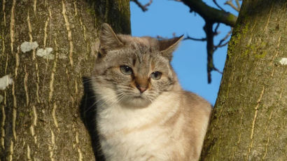 [더오래]밤나무 꼭대기에 올라간 고양이에 발동한 모성애 