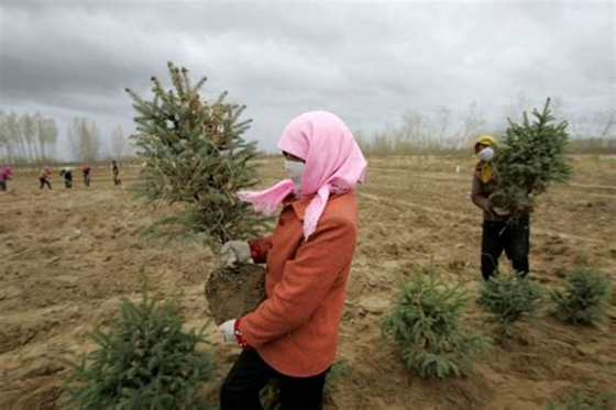 모래폭풍 속에서도 한 여성이 나무를 심고 있다. [트위터]