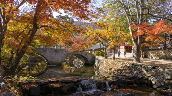 살살 녹는 풍천장어, ‘조개의 여왕’ 백합…선운사 단풍도 식후경