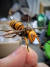 장수말벌 여왕벌을 박제한 표본. 최문보 경북대 교수가 장수말벌을 직접 잡아 제작했다. 남궁민 기자