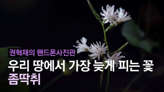 [권혁재 핸드폰사진관] 우리 땅에서 가장 늦게 피는 꽃 좀딱취