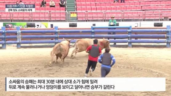 800㎏짜리 소들의 '뿔치기' 한판…청도 소싸움, 9개월만에 재개