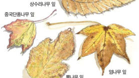 [소년중앙] 땅에 떨어진 낙엽은 쓸쓸함 대신 새 삶을 노래한다