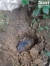 운석이 처음 떨어졌을 때 땅에 박혀있는 모습. 인터넷 캡처 