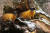 노랑목도리담비는 한국을 비롯하여 중국 동북부, 우수리강, 중국남부, 인도차이나반도, 인도북부, 인도네시아, 대만 등에 분포한다.[사진 pixabay]
